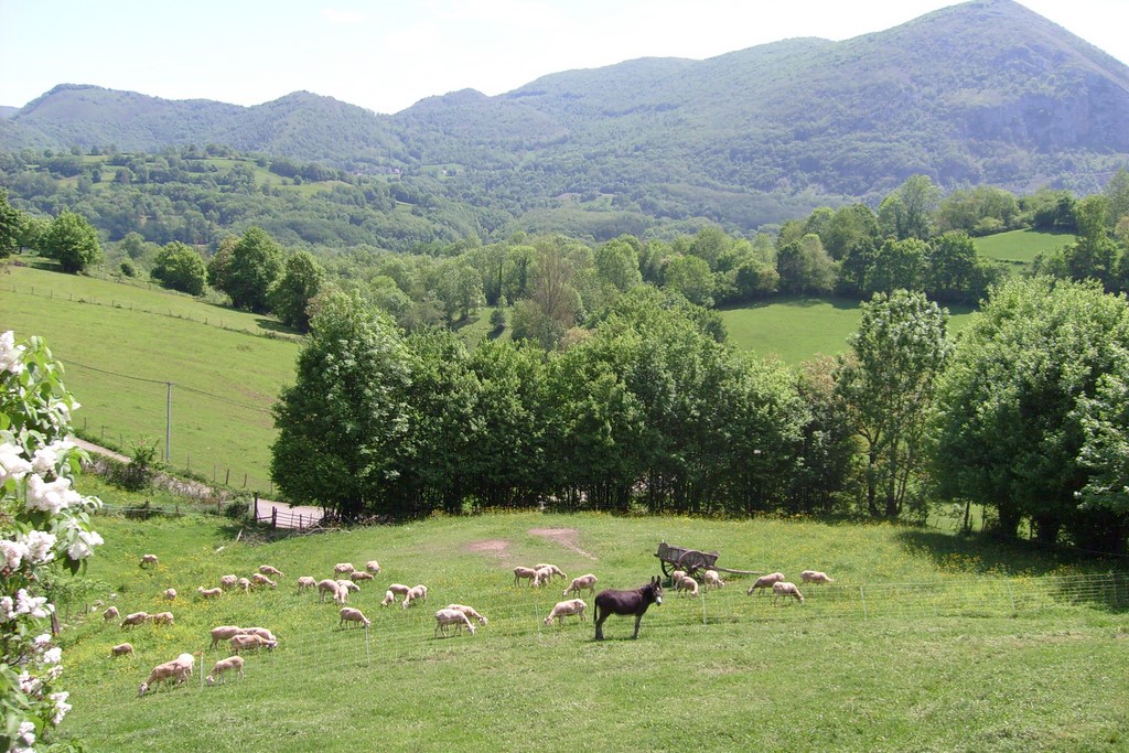 Le pré des ânes, vue depuis la terrasse.jpg