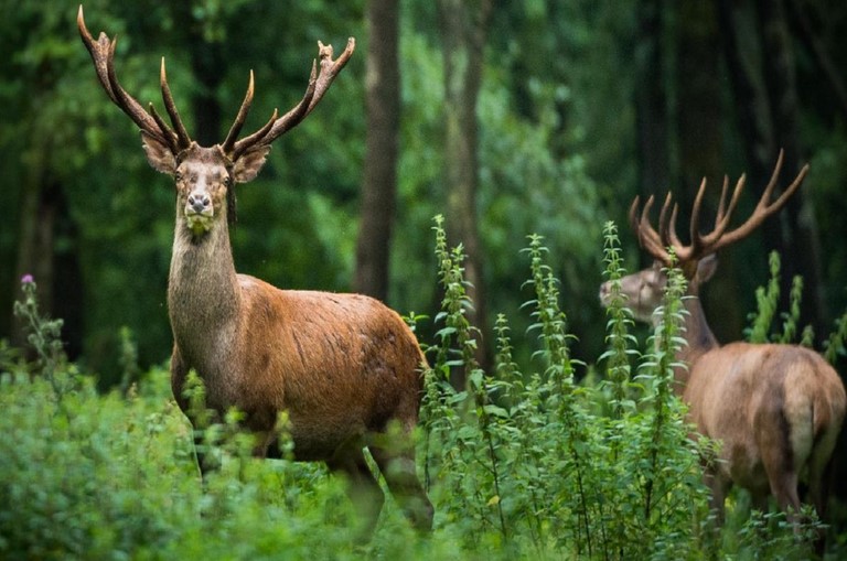 cerfs en Barousse.jpg