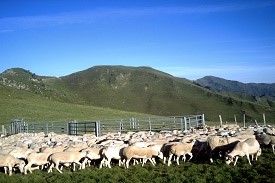 Moutons aux estives en barousse