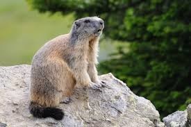 Les marmottes en Barousse.jpg