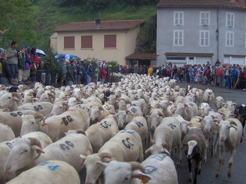 passage des moutons à mauléon