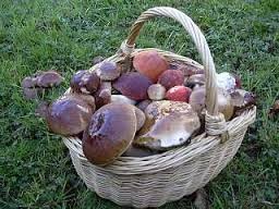 panier de champignons.jpg